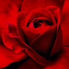 dark red rose.......