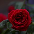 Dark Red Rose - Art