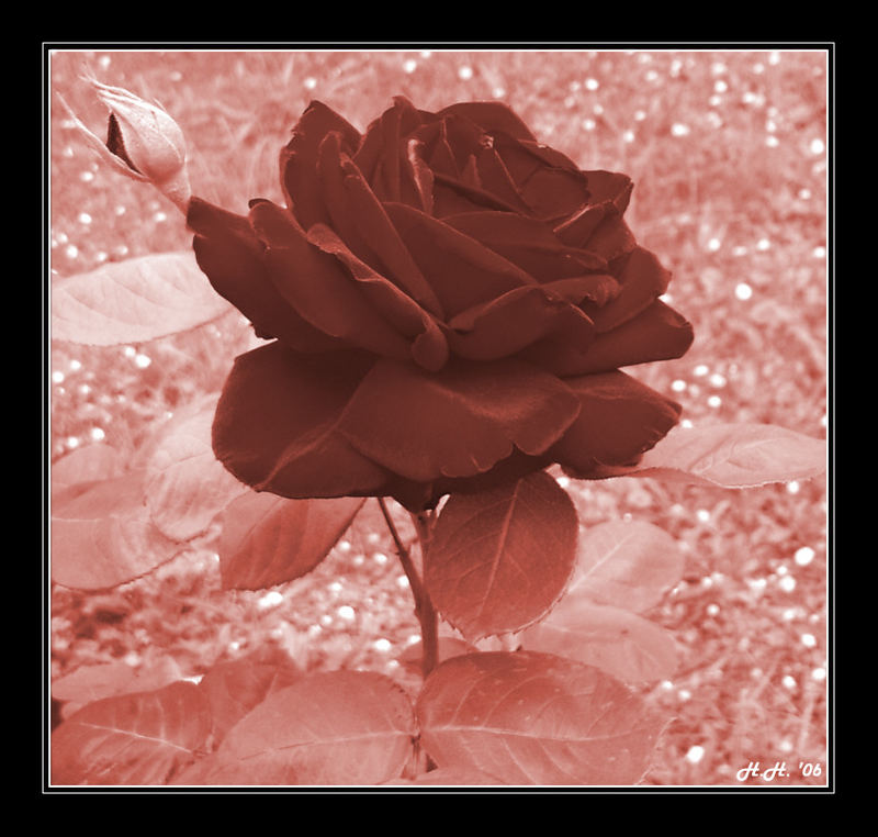 Dark Red Rose