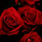 Dark red roses