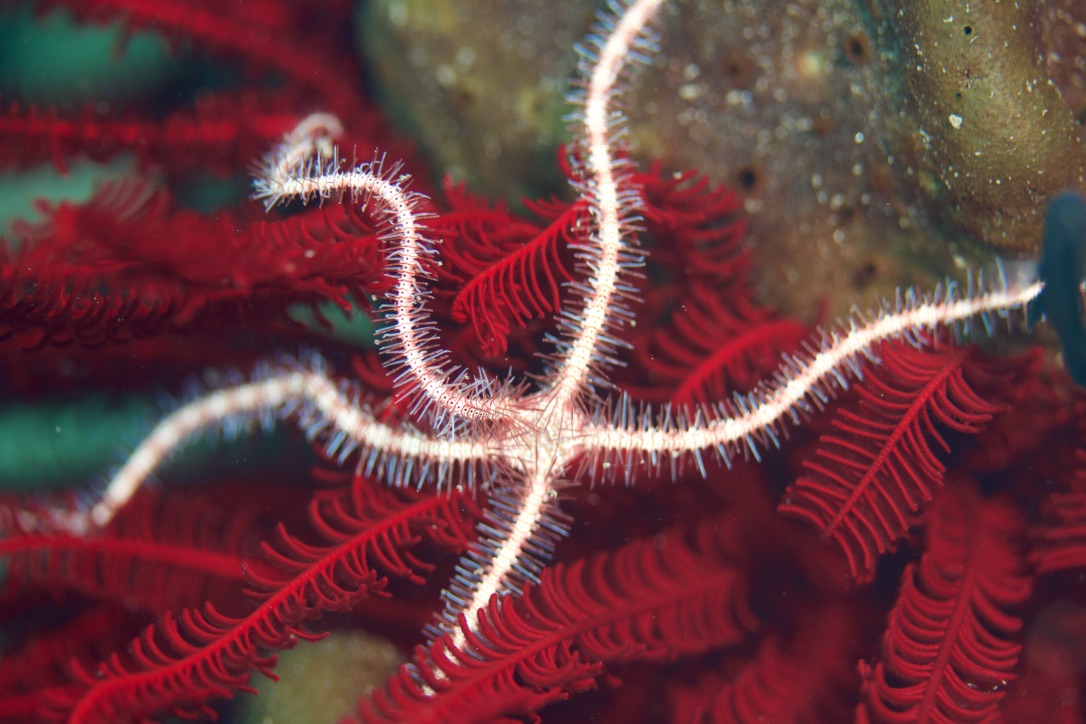 Dark Red-Spined Brittle Star - Ophiothrix purpurea - Schlangenstern