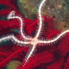 Dark Red-Spined Brittle Star - Ophiothrix purpurea - Schlangenstern