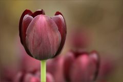 dark red tulip