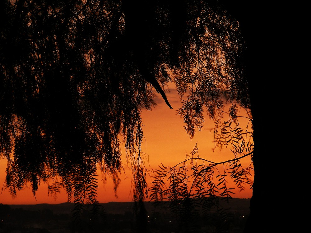 dark reds in nature