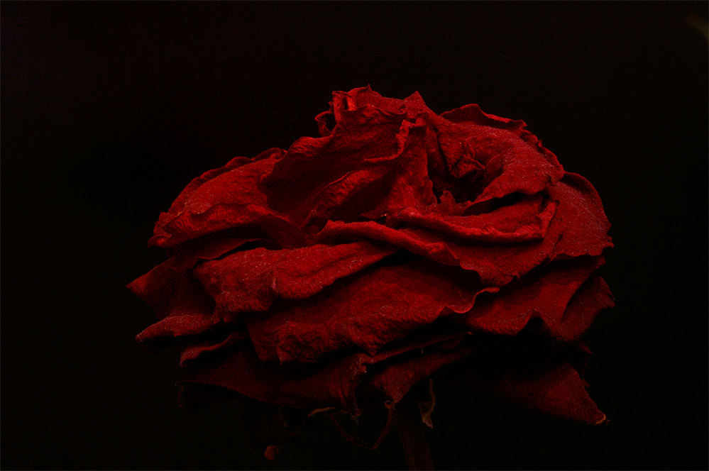 Dark Rose