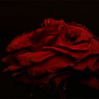 Dark Rose