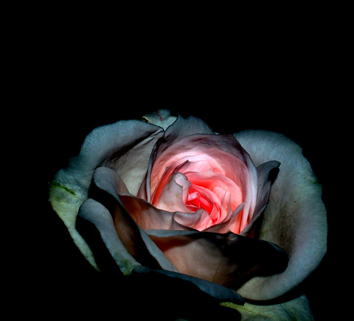 dark rose