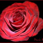 Dark Rose