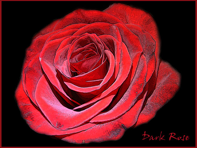 Dark Rose