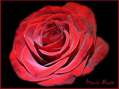 Dark Rose