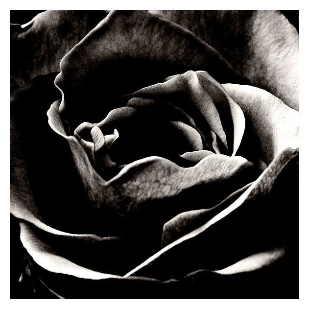 Dark Rose