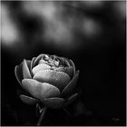 dark rose 3