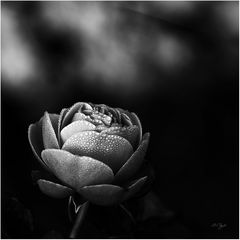 dark rose 3