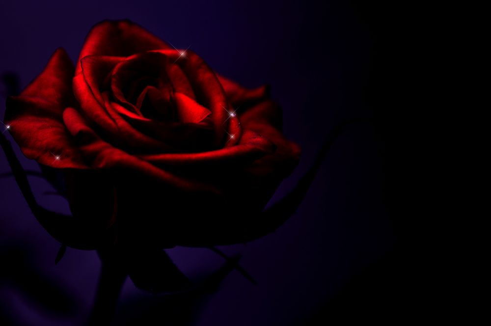 Dark Rose