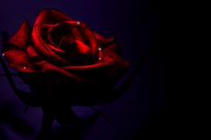 Dark Rose