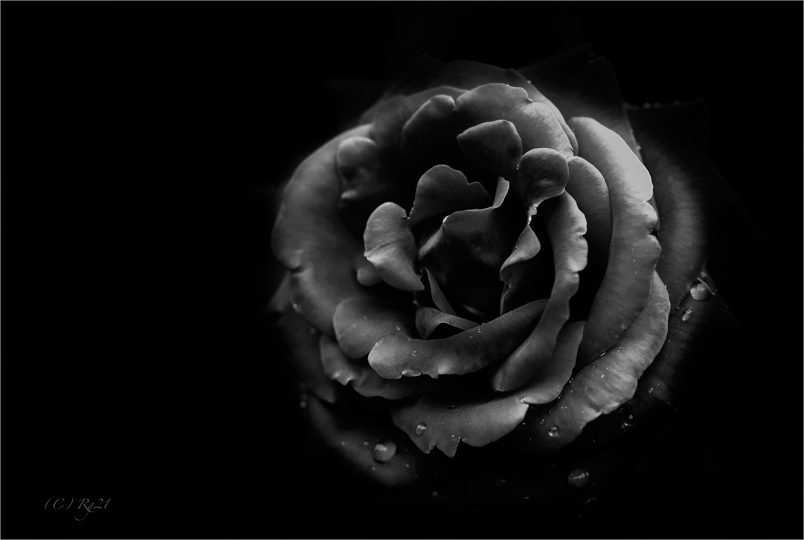 dark rose 