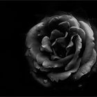 dark rose 