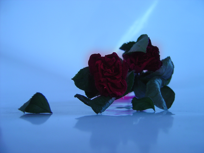 dark rose