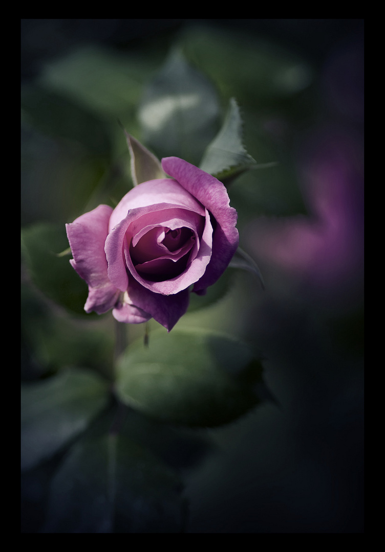 dark rose