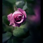 dark rose