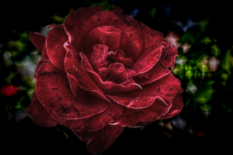 Dark Rose.