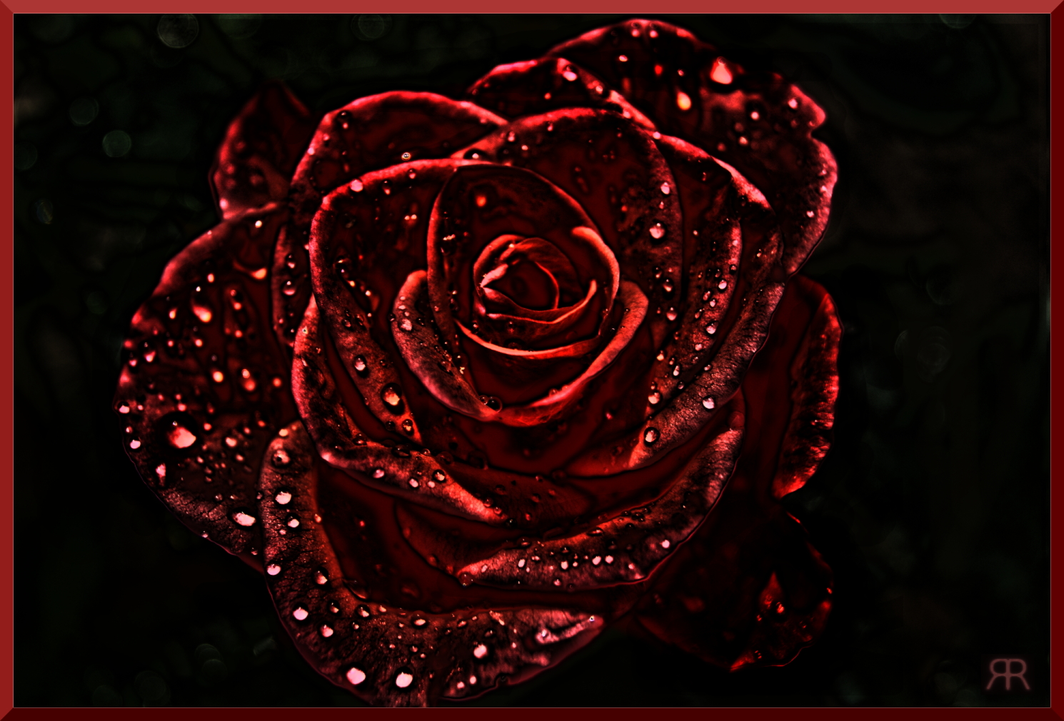 Dark Rose