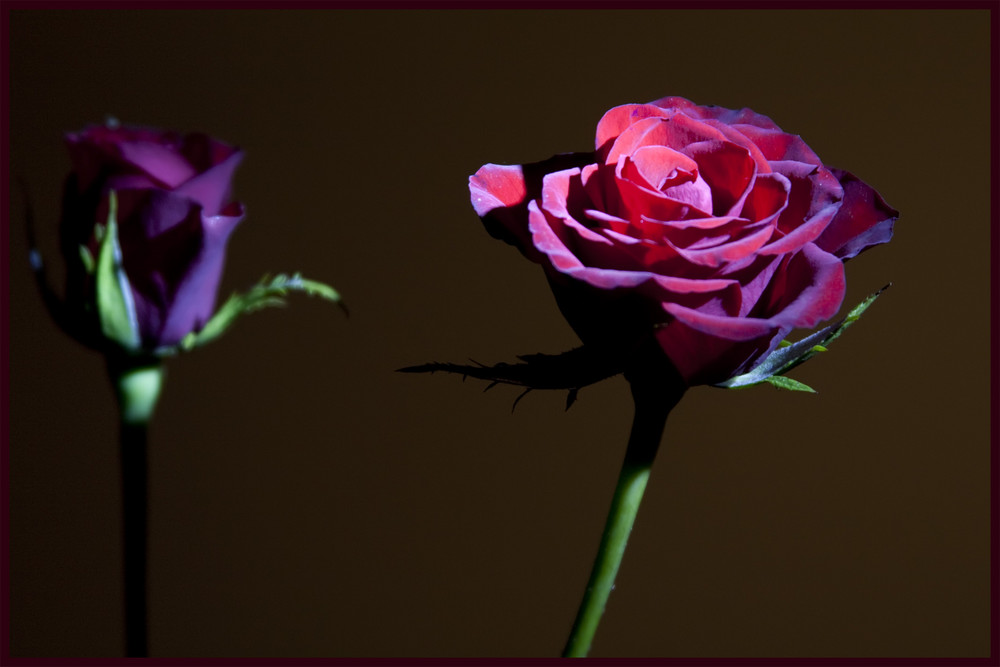 Dark rose