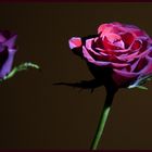 Dark rose