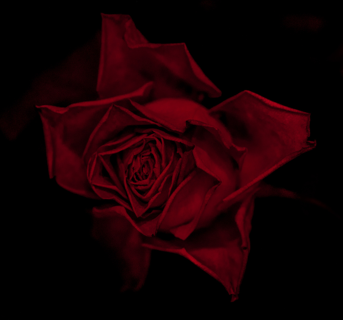 Dark Rose