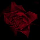 Dark Rose