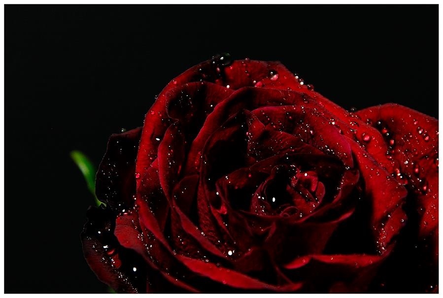 ~Dark Rose~