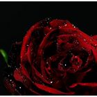 ~Dark Rose~