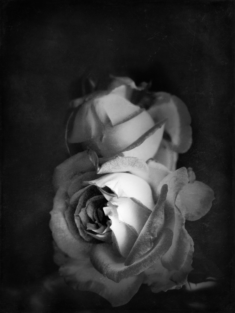 Dark Rose