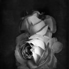 Dark Rose