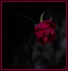 Dark rose