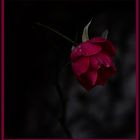 Dark rose