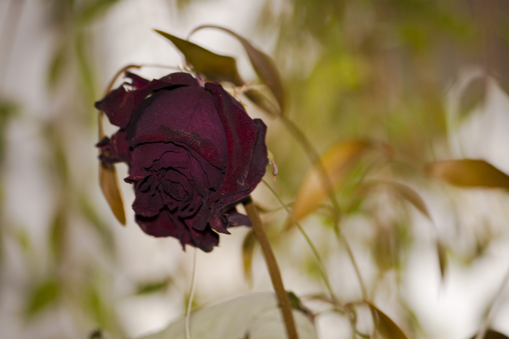 Dark Rose