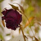 Dark Rose