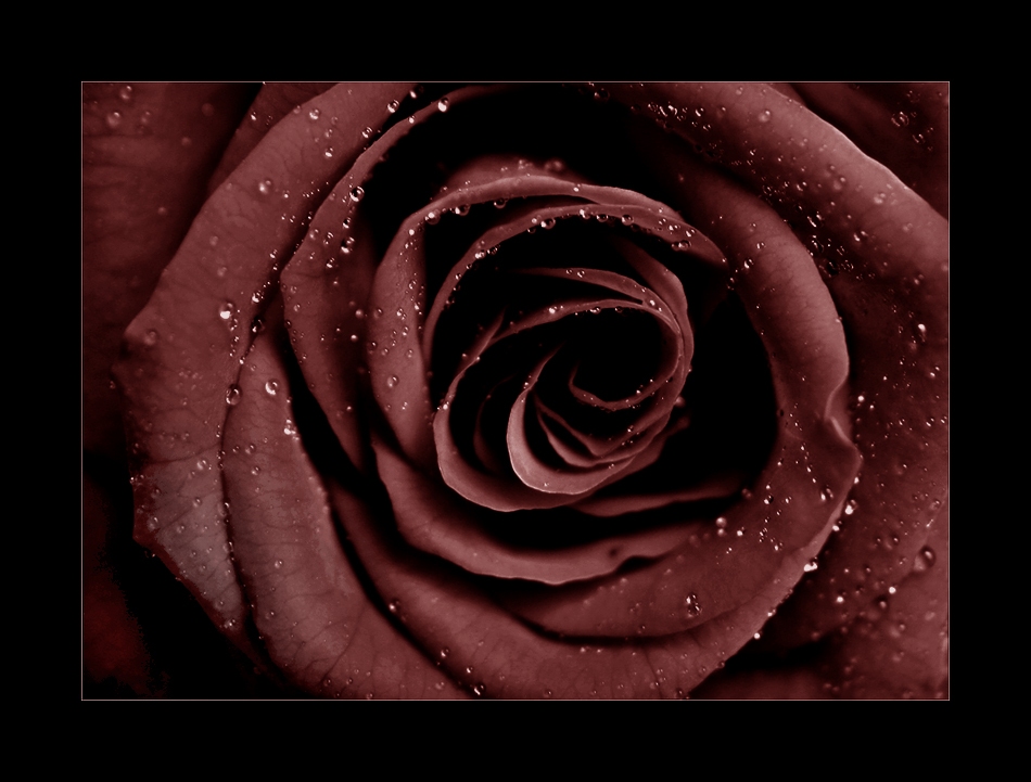 dark rose