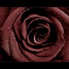 dark rose