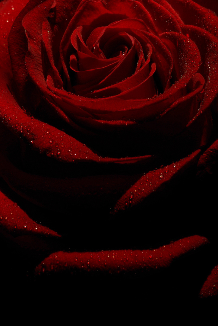 dark rose