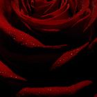 dark rose