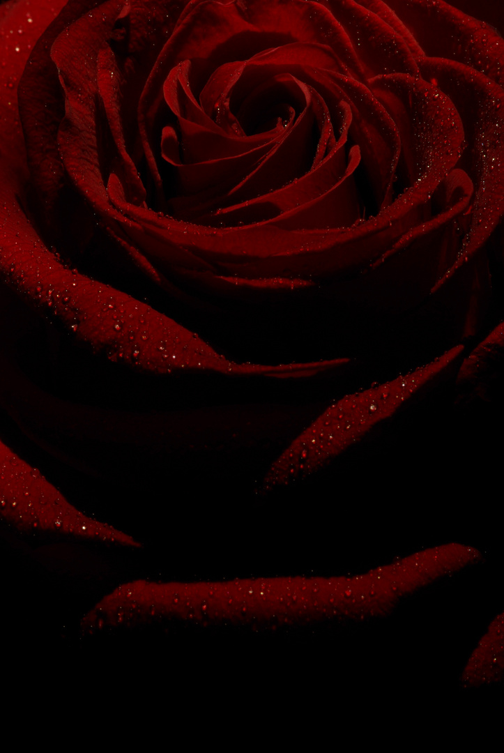 dark rose