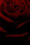 dark rose von Paolo Capelli 