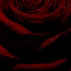 dark rose