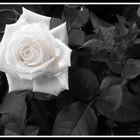 dark rose rose