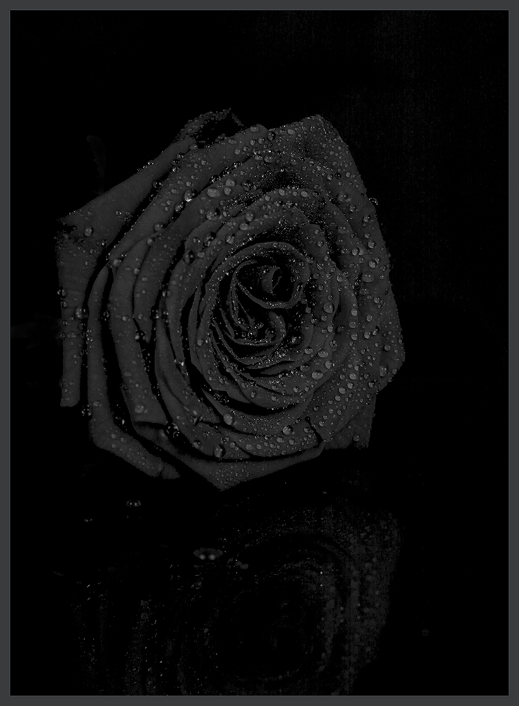 Dark Roses