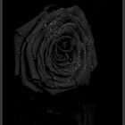 Dark Roses