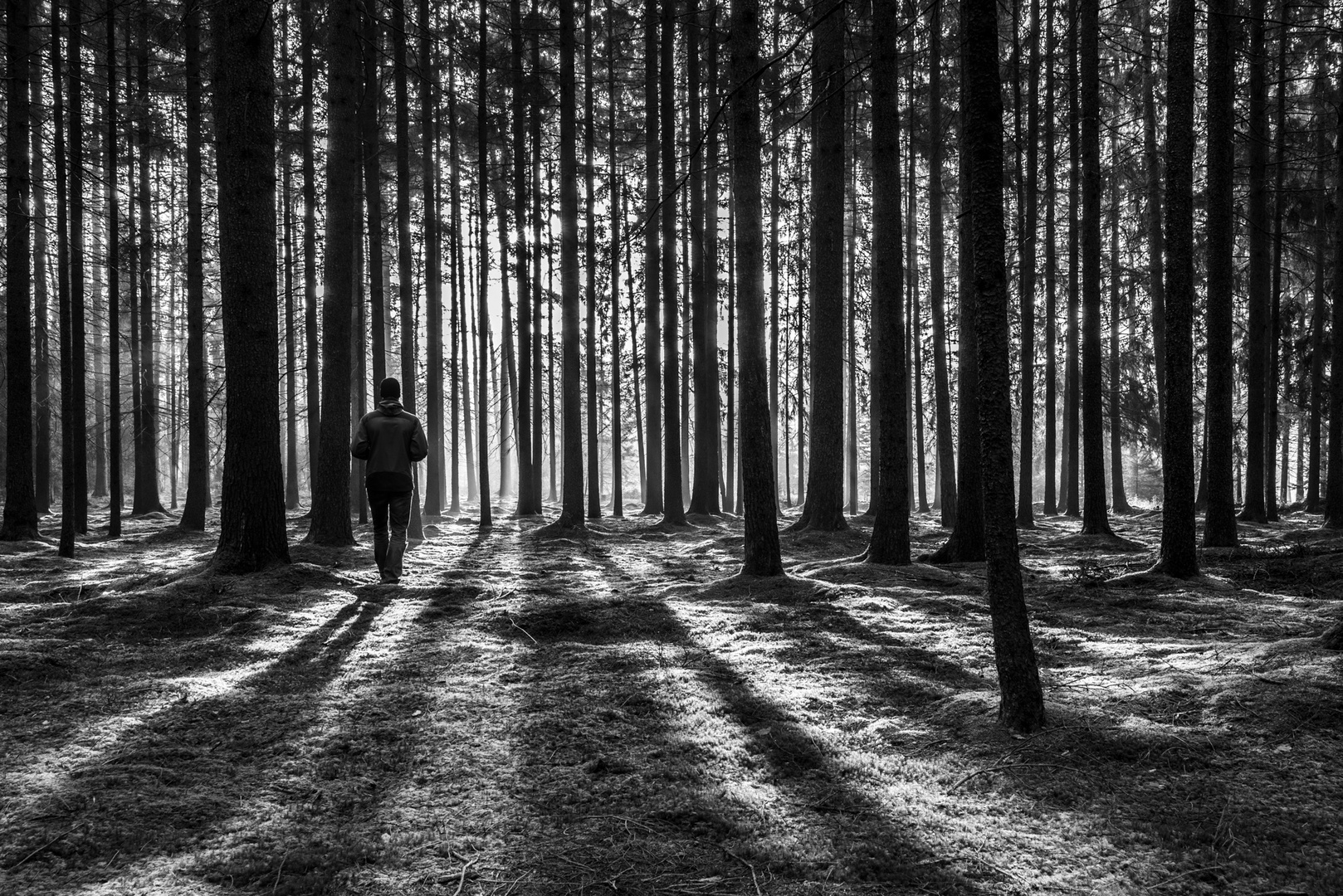 Dark Shadows Foto & Bild landschaft, wald, fotos Bilder auf