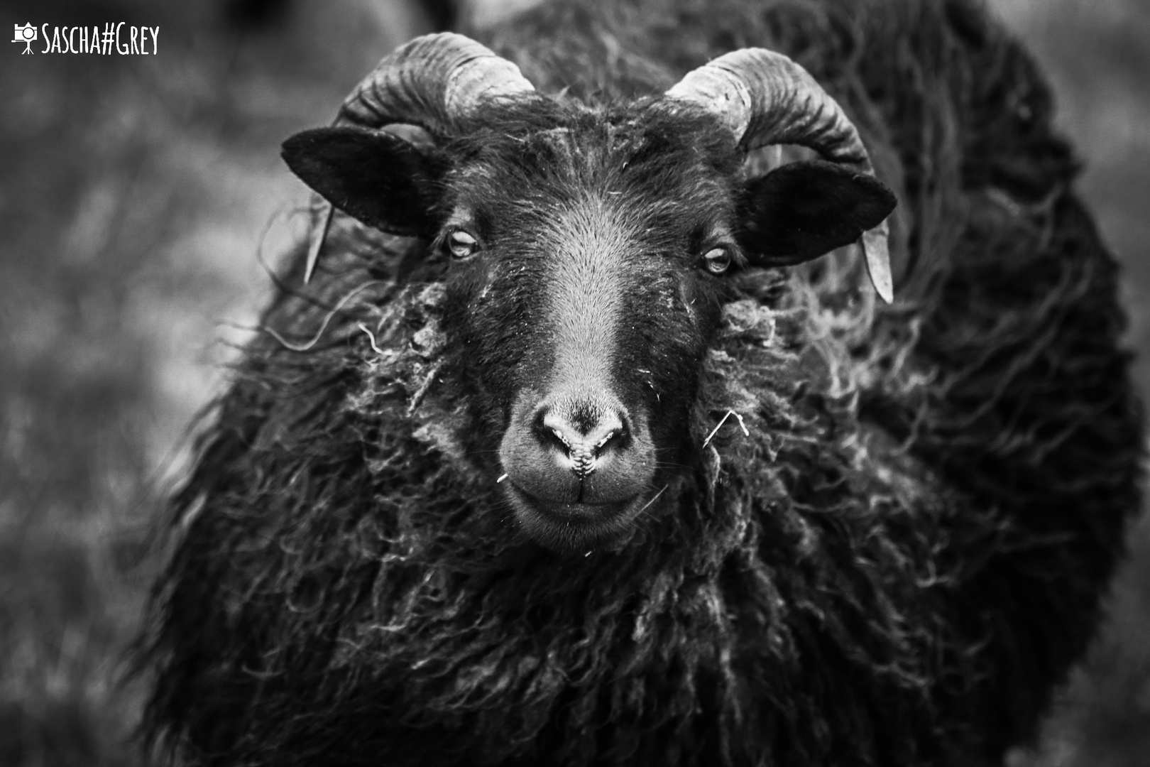 Dark Sheep